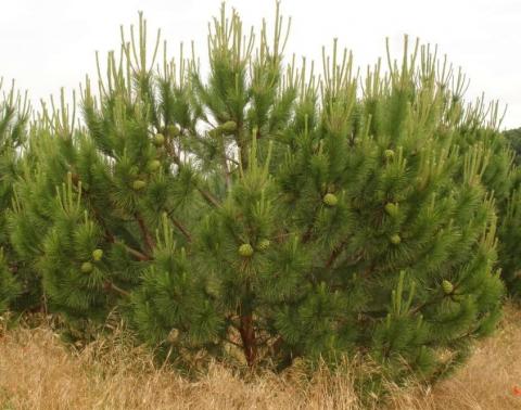 grafted stone pine loaded with cones (Junta Castilla y Leon)